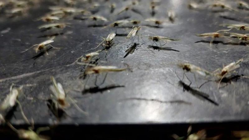 Ezek a repülő rovarok annyira zavaróak, hogy szinte lehetetlenné teszik az étkezést és a beszélgetést.