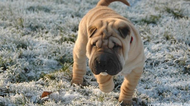 A Shar-Pei valódi családi kedvenc, aki mindig hűséges társunk lehet. E különleges kutyafajta nemcsak különleges megjelenésével, hanem barátságos és védelmező természetével is kitűnik. Az összetéveszthetetlen redők és a jellegzetes, kék nyelv teszi őt igaz